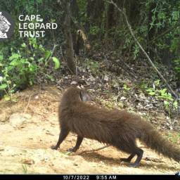 Water mongoose